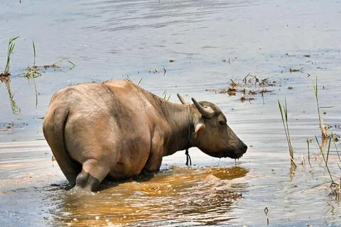 Buffalo wades through water while grazing in a wetland area during midday Stock Photos
