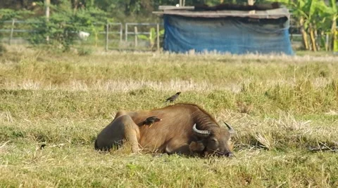 Buffalo wake up Stock Footage 48354649