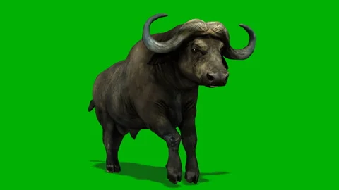 Buffalo walk and run Stock Footage 289238289