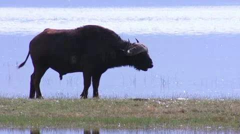 Buffalo walk Stock Footage 22249062