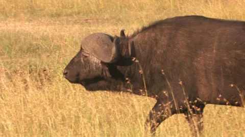 Buffalo walking and cuddles Stock Footage 22249515