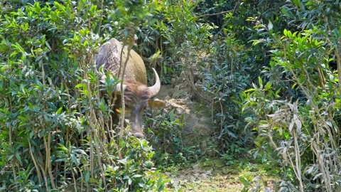 Buffalo Walking in Bushes Looking at Camera Stock Footage 344022876