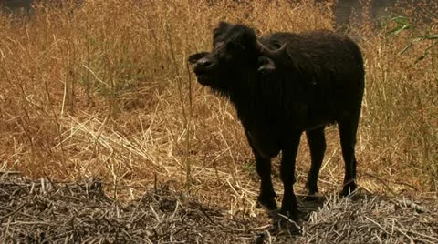 Buffalo walking to camera Stock Footage 20507698