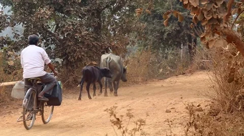 Buffalo walking down dusty Indian road Stock Footage 65796420