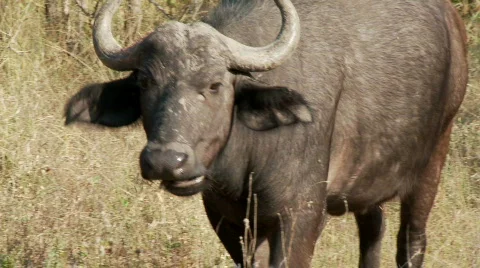 Buffalo Walking 库存影片 514372