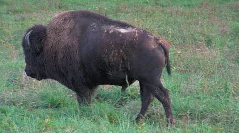 Buffalo walking Video stock 46716506