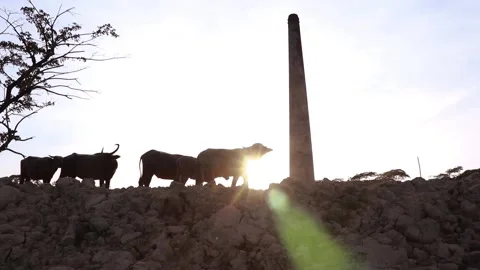 Buffalo walking in front of sun shine . Stock Footage 158059483