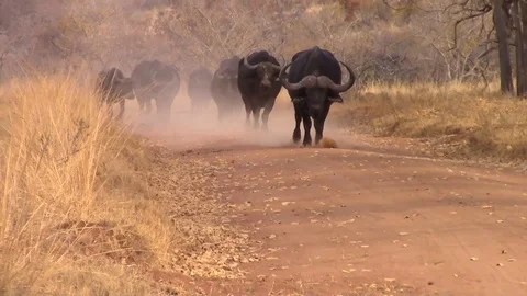 Buffalo walking in a herd down a dusty track Stock Footage 91375886