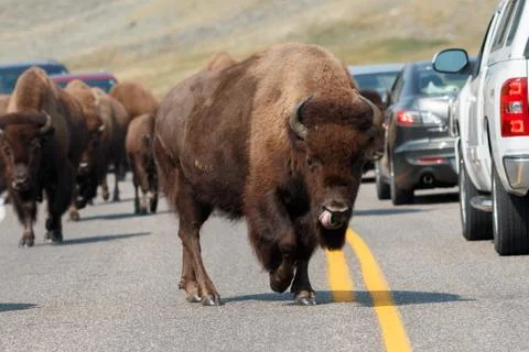 Buffalo walking on the road Stock Photos