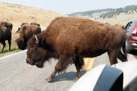 Buffalo walking on the road Stock Photos