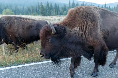 Buffalo walking on the road Stock Photos