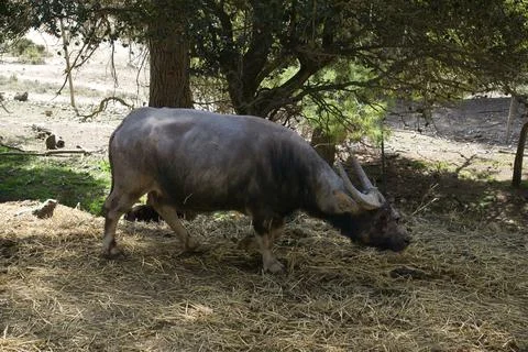 Buffalo walking through the field Stock Photos