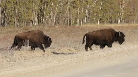 Buffalo walking through high grass Stock Footage 78771657