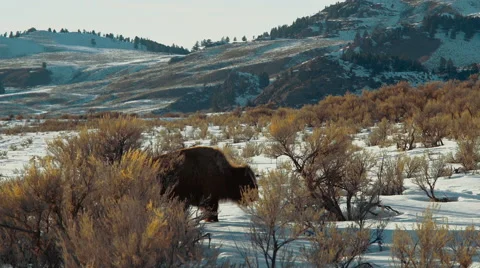 Buffalo walking through the snow Vídeos de archivo 61579260