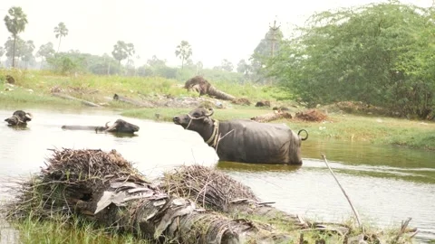 Buffalo walking in water,two others in rive Stock Footage 225686523