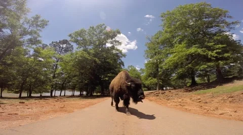 Buffalo walks past camera Stock Footage 49846923