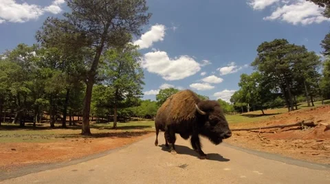Buffalo walks past camera Video stock 49847058
