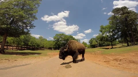 Buffalo walks past camera Stock Footage 49847158