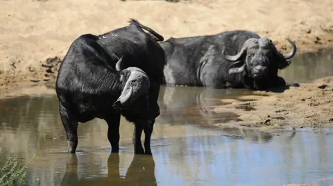 Buffalo in water Stock Footage 43052744