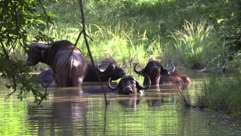 Buffalo in water Video stock 311938726