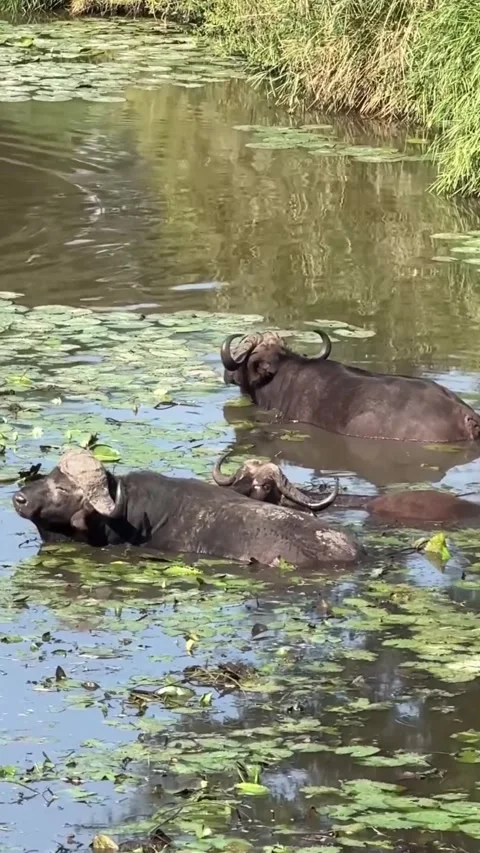 Buffalo in the water Stock Footage 319374895
