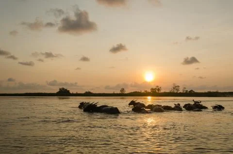 Buffalo in water Stock Photos