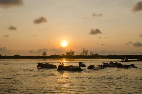 Buffalo in water Stock Photos