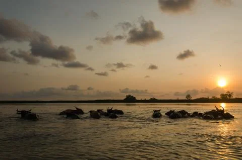 Buffalo in water Stock Photos