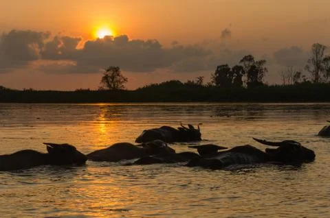 Buffalo in water Stock Photos