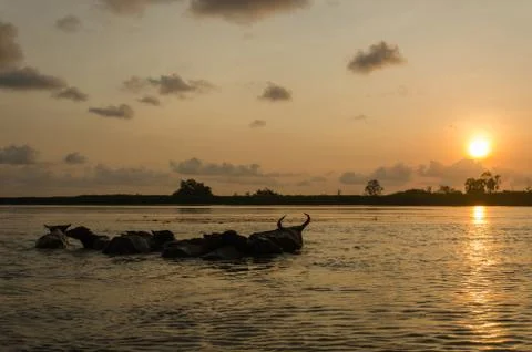 Buffalo in water Stock Photos