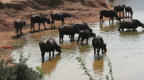 Buffalo at a waterhole in India Stock Footage 24647708
