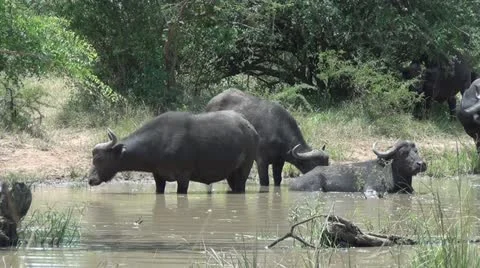 Buffalo at watering hole. Stock Footage 11140560