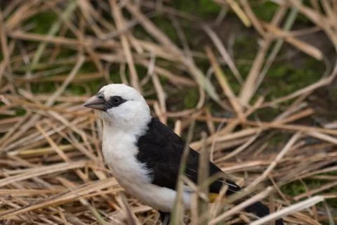 Buffalo Weaver Stock Photos