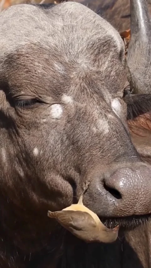 Buffalo in the wild Stock Footage 319374742