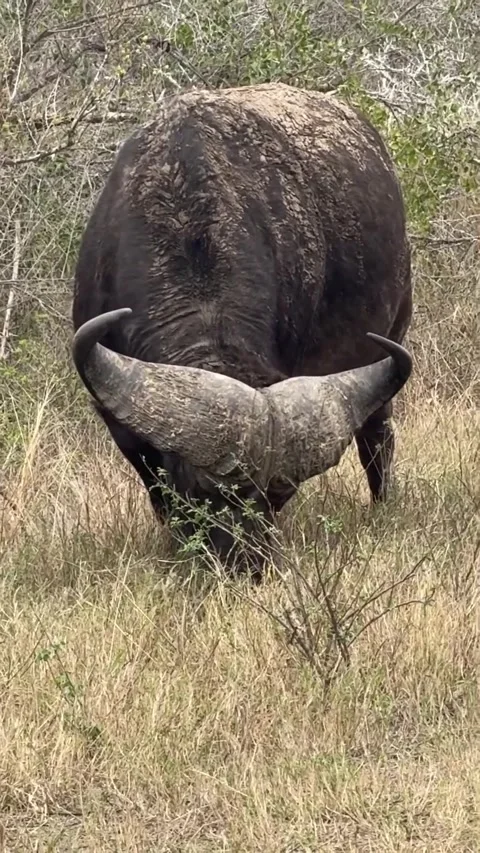 Buffalo in the wild Stock Footage 319374797