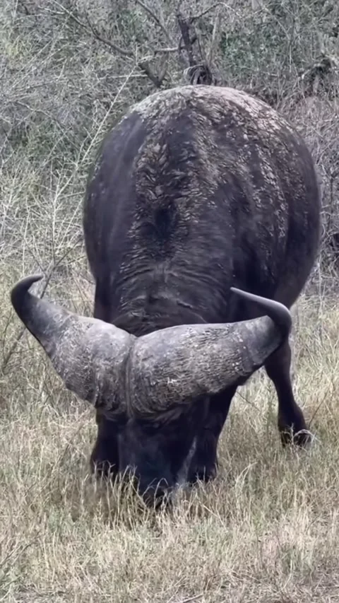 Buffalo in the wild Stock Footage 319374862