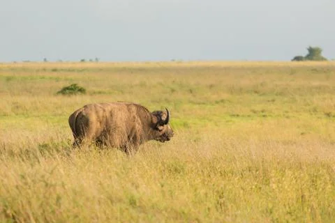 Buffalo in the wild Stock Photos
