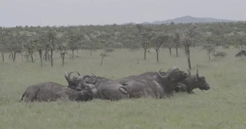 Buffalo wildlife herd grass plain sun Ol Pejeta Kenya Africa 動画素材 233133029