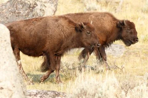 Buffalo in Yellowstone Stock Photos