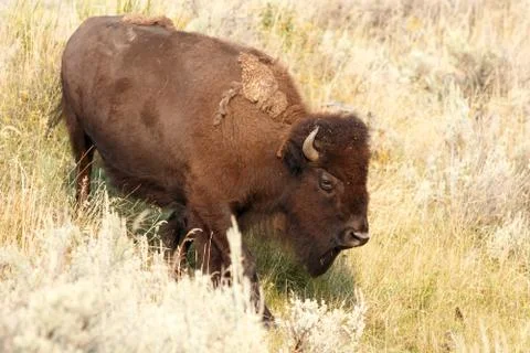 Buffalo in Yellowstone Stock Photos
