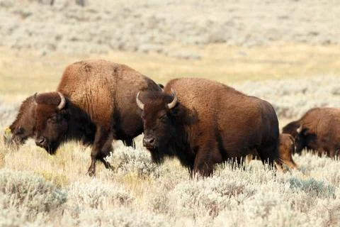 Buffalo in Yellowstone Stock Photos