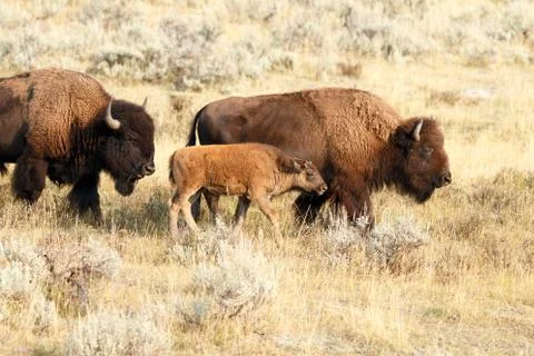 Buffalo in Yellowstone Stock Photos