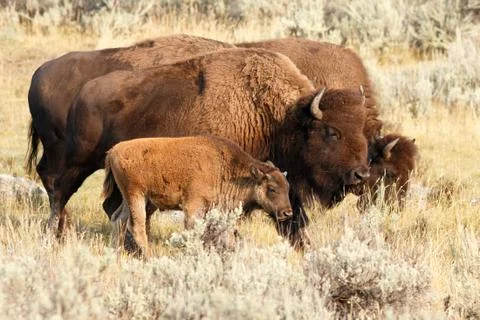 Buffalo in Yellowstone Stock Photos