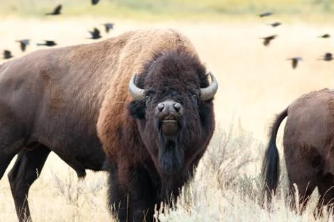 Buffalo in Yellowstone Stock Photos