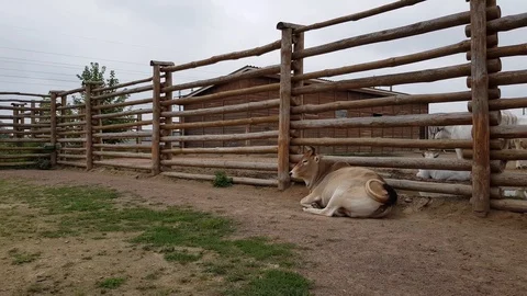 Buffalo at the zoo Stock Footage 100893882