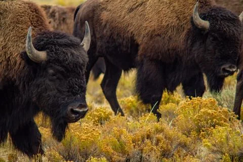 Buffalo Zoomed Stock Photos