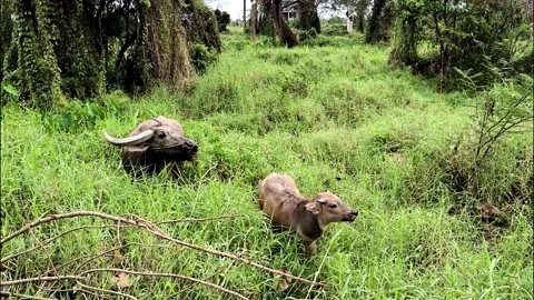 Buffalo1 Stock Footage 329599397