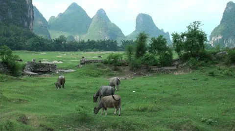 Buffaloes amidst beautiful karst scenery in rural China Stock Footage