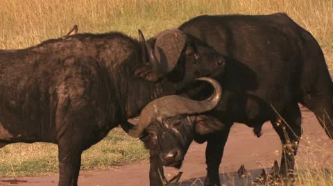 Buffaloes are pampered Stock Footage 22249196