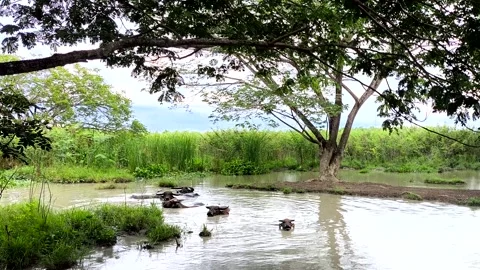 Buffaloes are playing in pond, in the forest Chiangmai Thailand. Stock-Footage 313025239